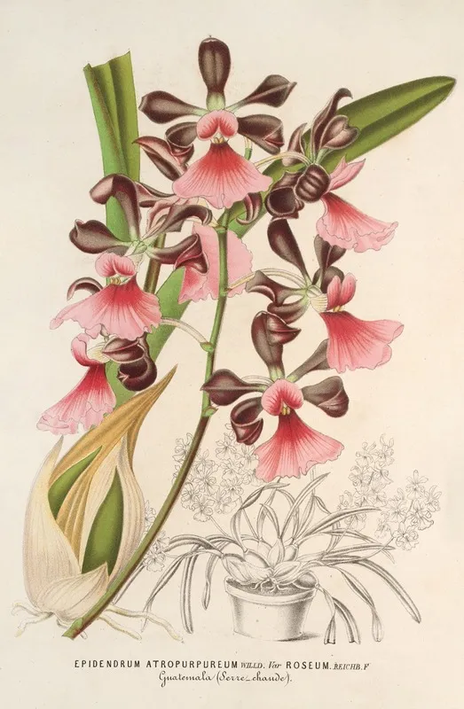 Epidendrum Atropurpureum Var Roseum Wall Art by Charles Antoine Lemaire - High-Resolution Digital Print