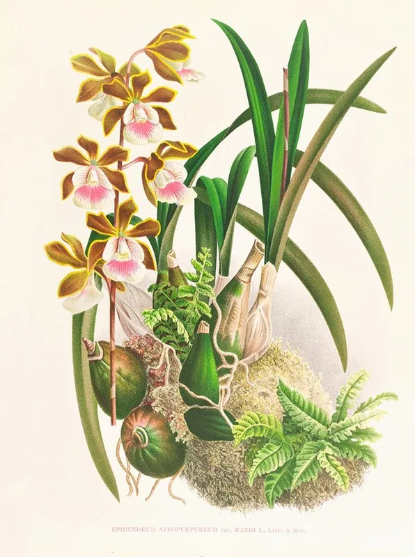 Epidendrum Atropurpureum Wall Art by Jean Jules Linden - High-Resolution Digital Print