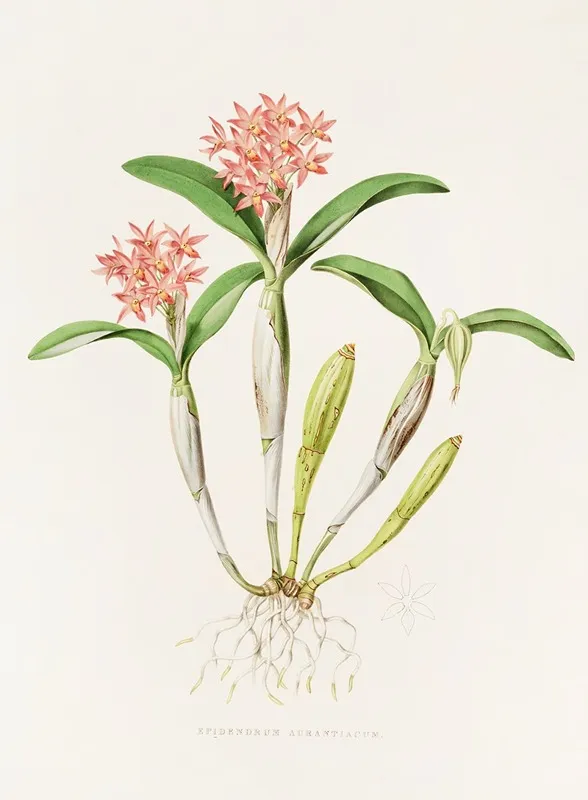 Epidendrum Aurantiacum Wall Art by James Bateman - High-Resolution Digital Print