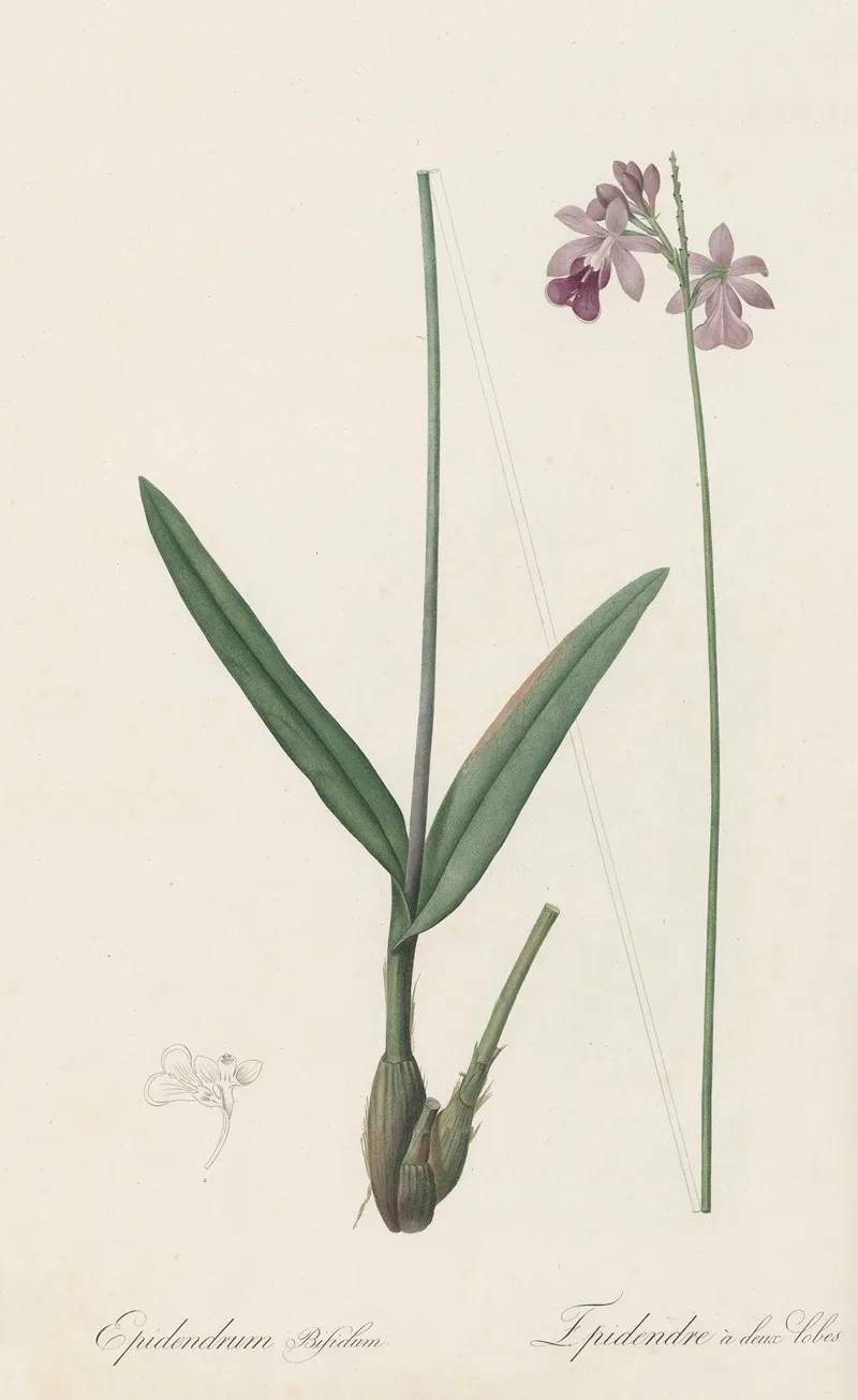 Epidendrum Bifidum Wall Art by Pierre Joseph Redouté - High-Resolution Digital Print
