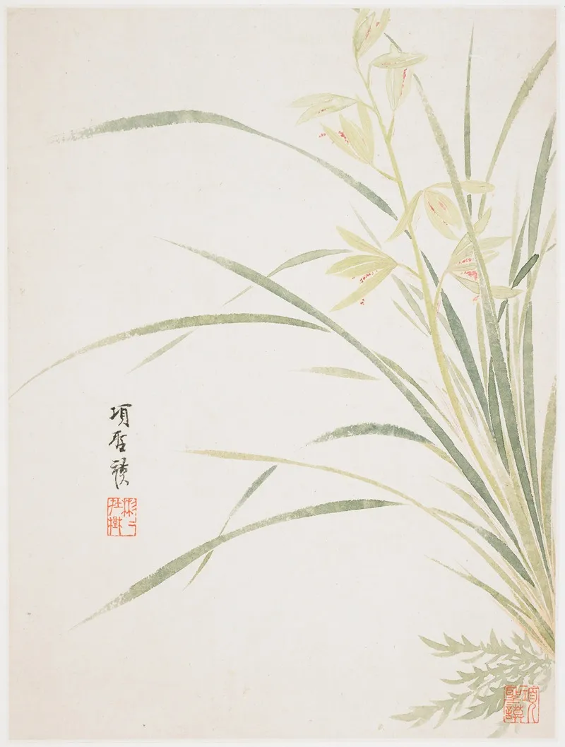 Epidendrum Blossom