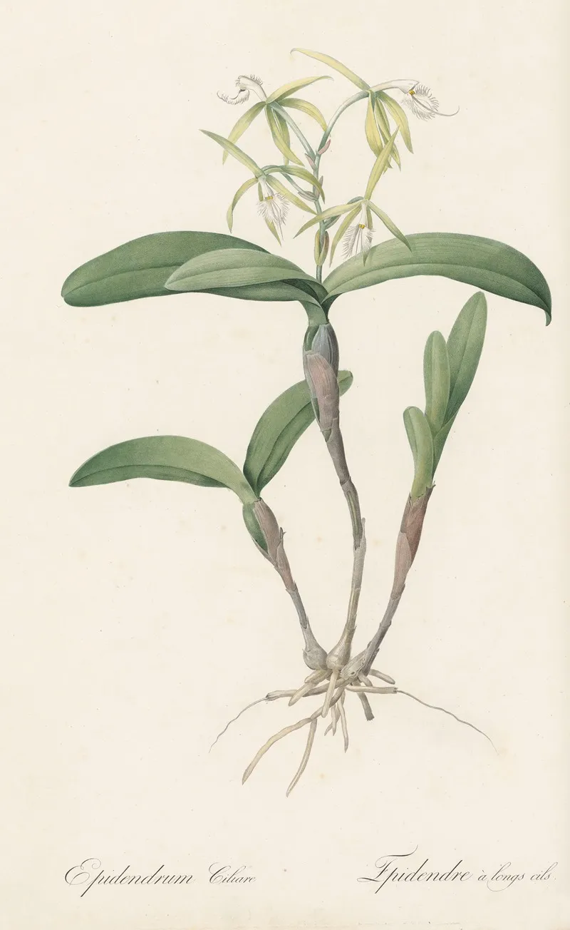 Epidendrum Ciliare Wall Art by Pierre Joseph Redouté - High-Resolution Digital Print
