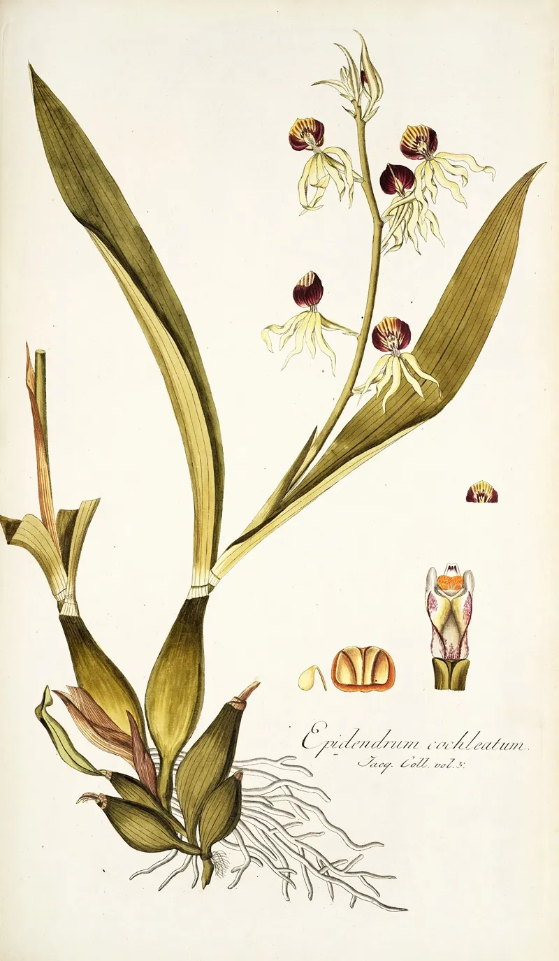 Epidendrum Cochleatum Wall Art by Nikolaus Joseph Freiherr von Jacquin - High-Resolution Digital Print