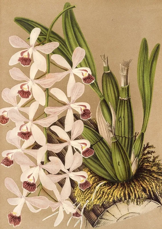Epidendrum Conspicuum Wall Art by Charles Antoine Lemaire - High-Resolution Digital Print
