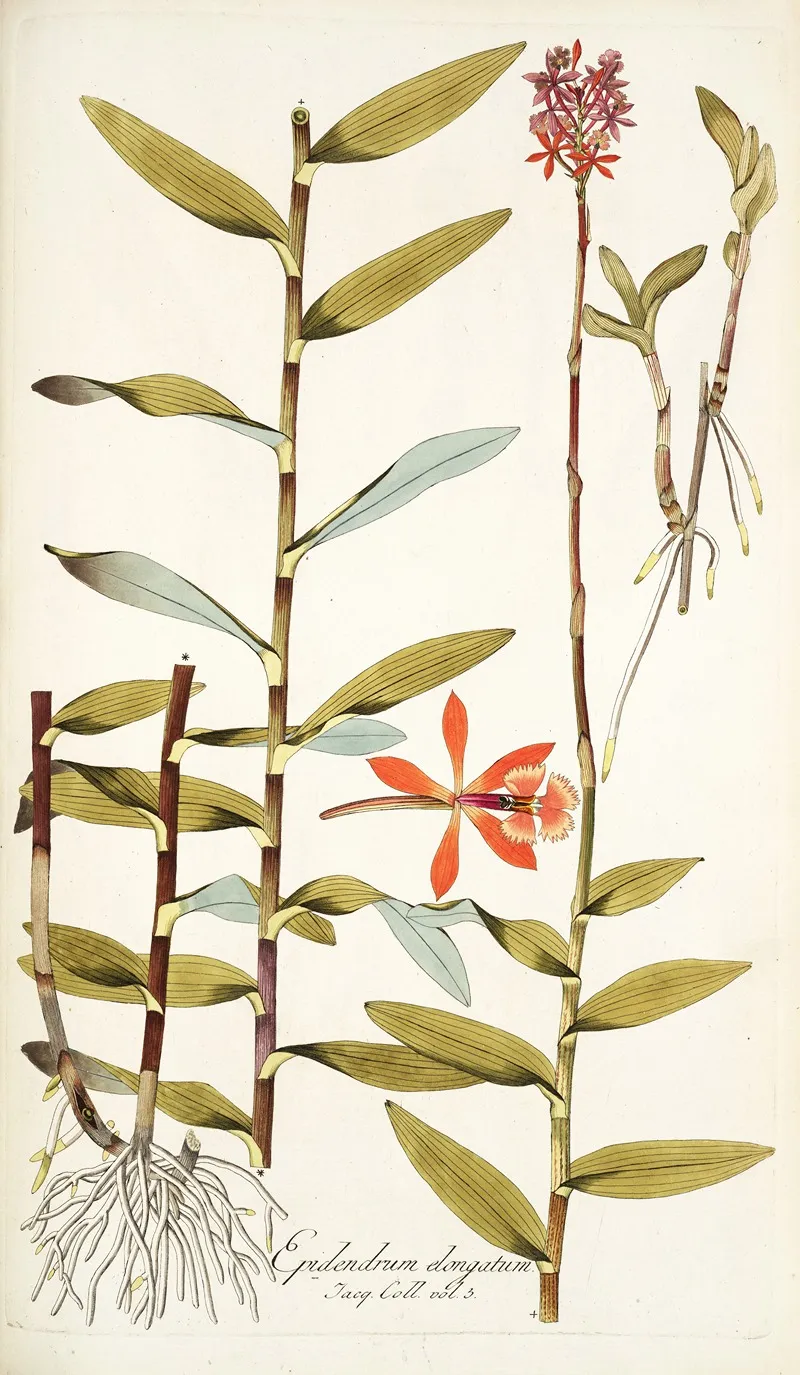 Epidendrum Elongatum Wall Art by Nikolaus Joseph Freiherr von Jacquin - High-Resolution Digital Print