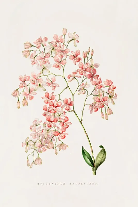 Epidendrum Erubescens Wall Art by James Bateman - High-Resolution Digital Print