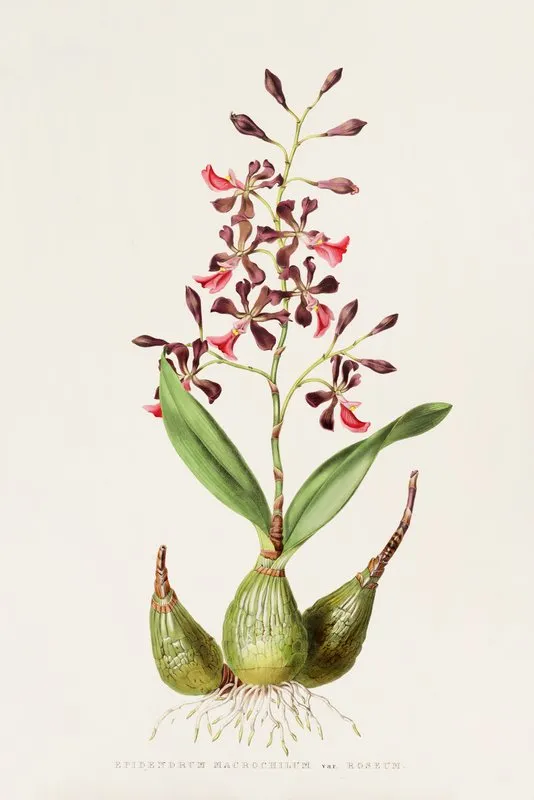 Epidendrum Macrochilum Wall Art by James Bateman - High-Resolution Digital Print