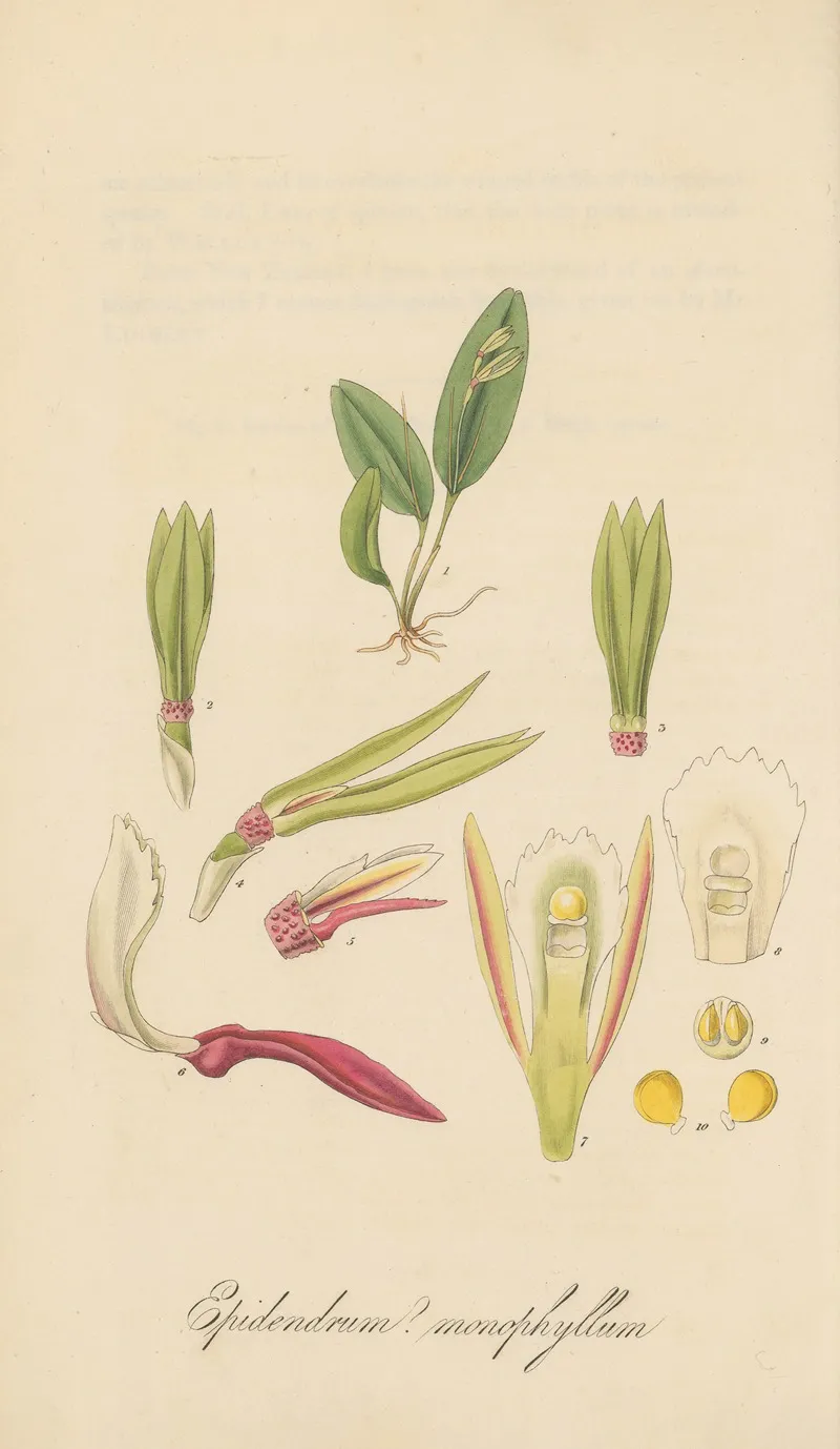 Epidendrum Monophyllum Wall Art by William Jackson Hooker - High-Resolution Digital Print