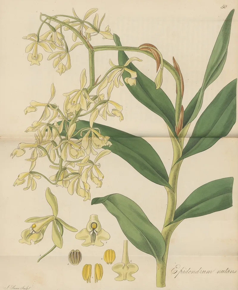 Epidendrum Nutans Wall Art by William Jackson Hooker - High-Resolution Digital Print
