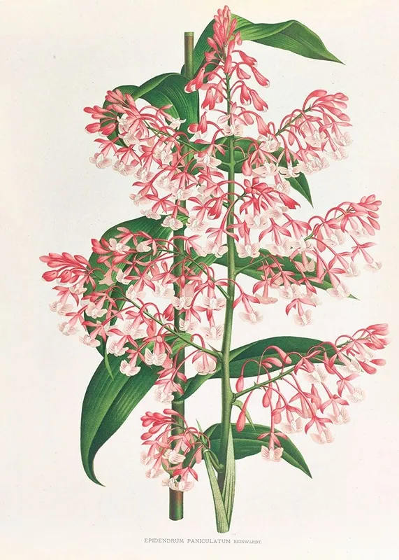 Epidendrum Paniculatum Wall Art by Jean Jules Linden - High-Resolution Digital Print