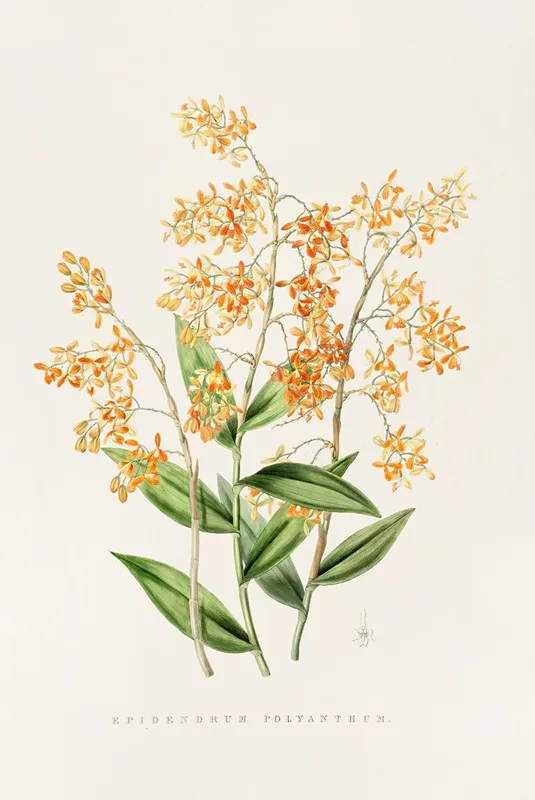 Epidendrum Polyanthum Wall Art by James Bateman - High-Resolution Digital Print