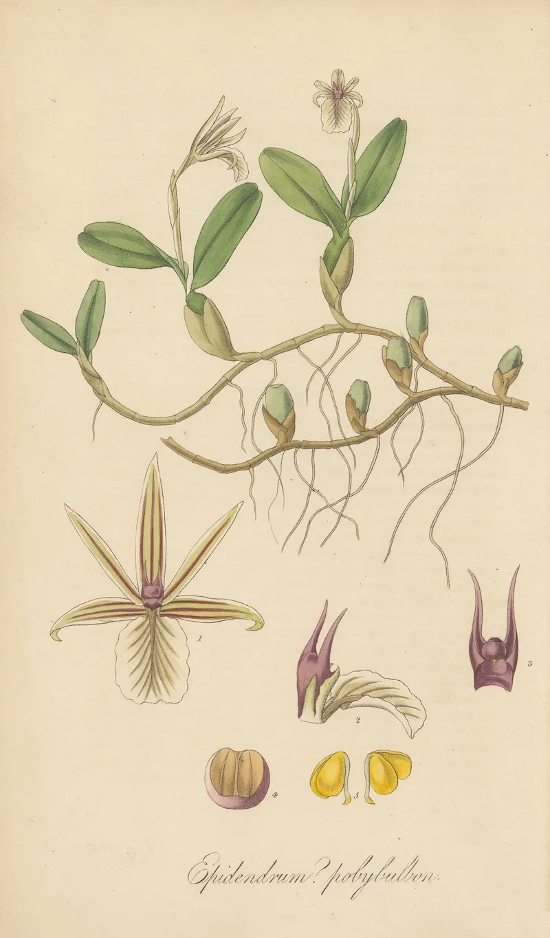 Epidendrum Polybulbon Wall Art by William Jackson Hooker - High-Resolution Digital Print