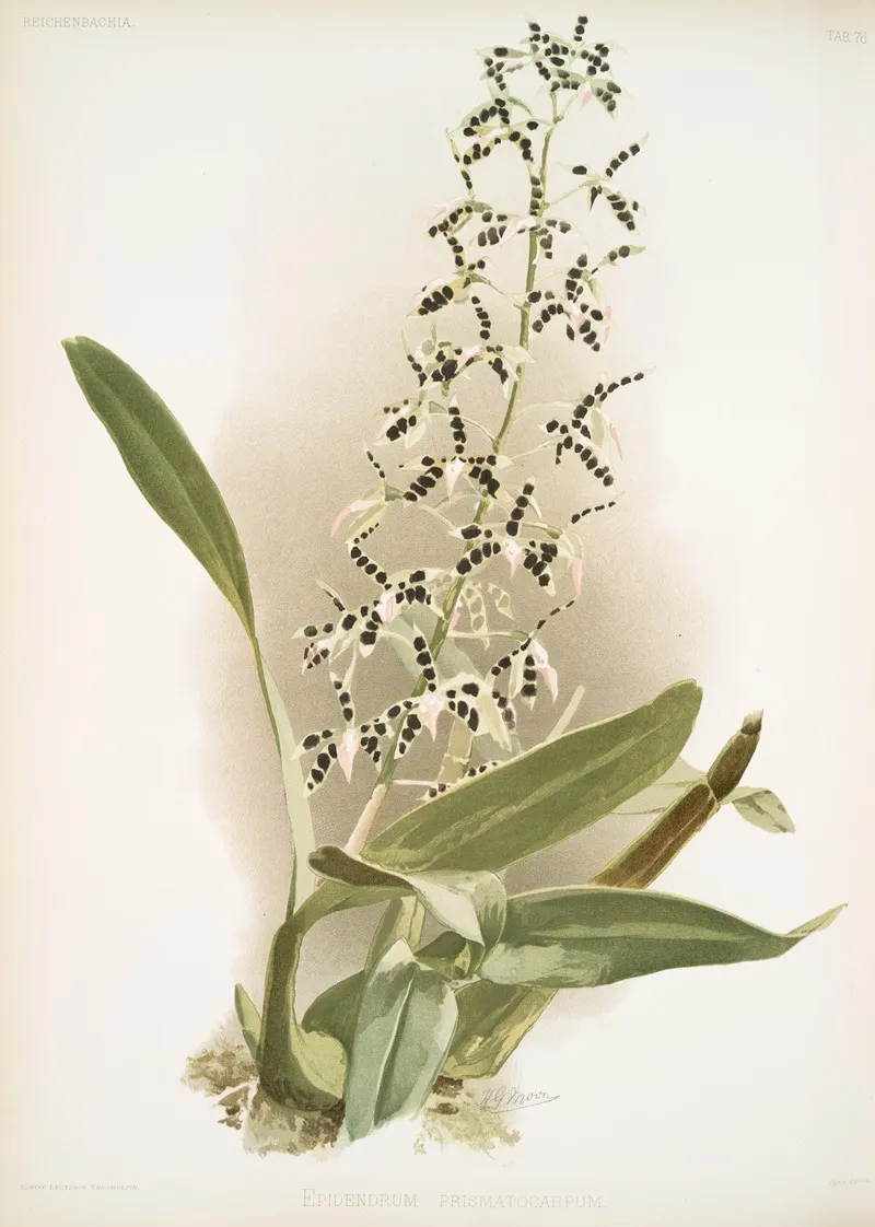 Epidendrum Prismatocarpum 2 Wall Art by Frederick Sander - High-Resolution Digital Print