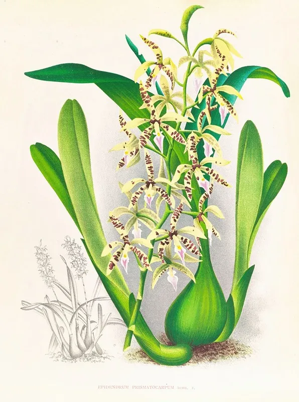 Epidendrum Prismatocarpum Wall Art by Jean Jules Linden - High-Resolution Digital Print