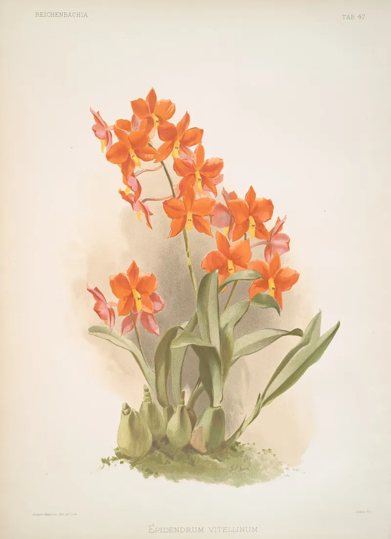 Epidendrum Vitellinum 2 Wall Art by Frederick Sander - High-Resolution Digital Print