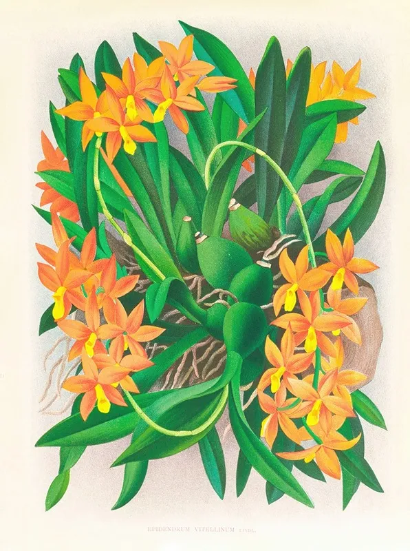Epidendrum Vitellinum Wall Art by Jean Jules Linden - High-Resolution Digital Print