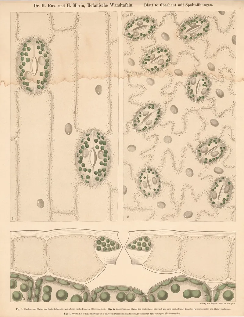 Epidermis With Stomata Wall Art by H. Morin - High-Resolution Digital Print