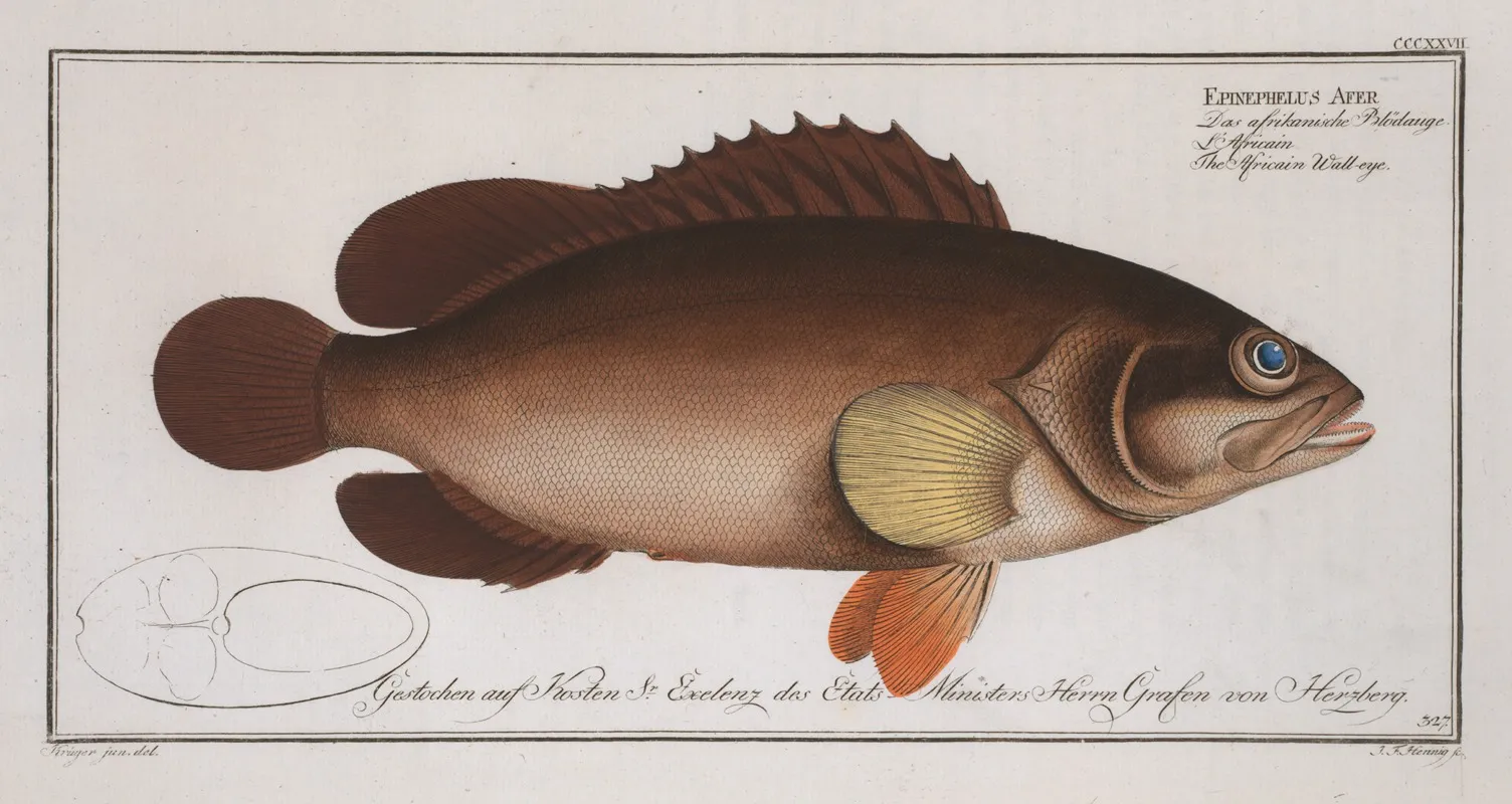 Epinephelus Afer The Africain Wall Eye Wall Art by Marcus Elieser Bloch - High-Resolution Digital Print