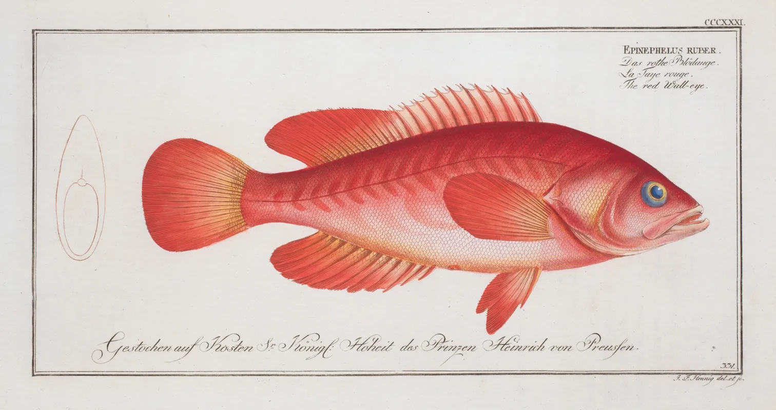 Epinephelus Ruber The Red Wall Eye Wall Art by Marcus Elieser Bloch - High-Resolution Digital Print