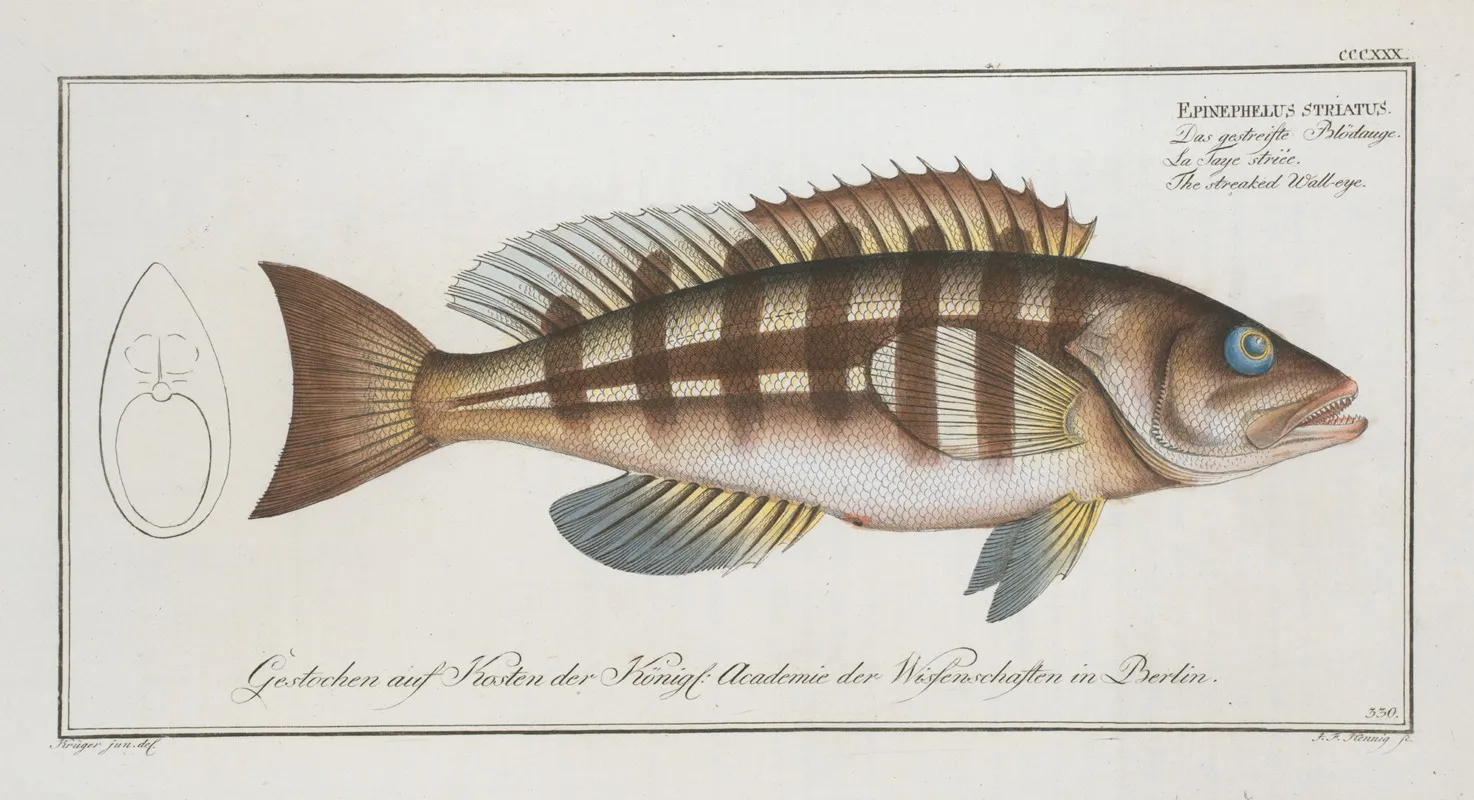 Epinephelus Striatus The Streaked Wall Eye Wall Art by Marcus Elieser Bloch - High-Resolution Digital Print