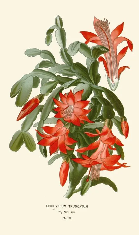 Epiphyllum Truncatum Wall Art by Edward Step - High-Resolution Digital Print