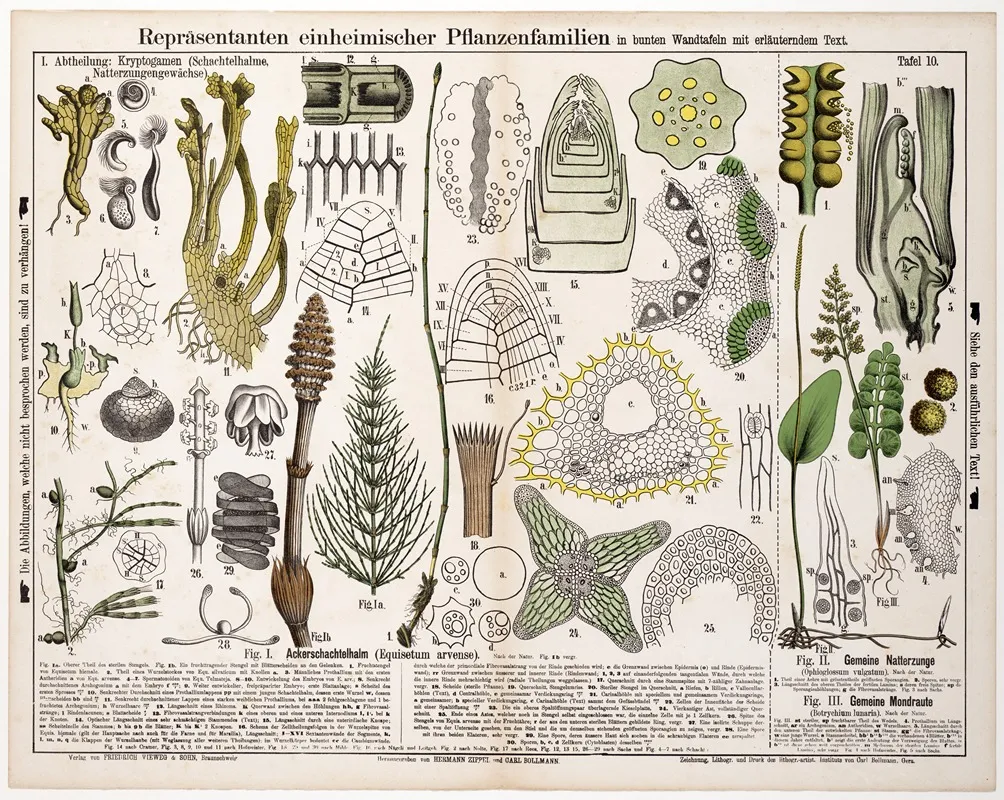 Equisetum Arvense Ophioglossum Vulgatum Botrychium Lunaria Wall Art by Hermann Zippel - High-Resolution Digital Print