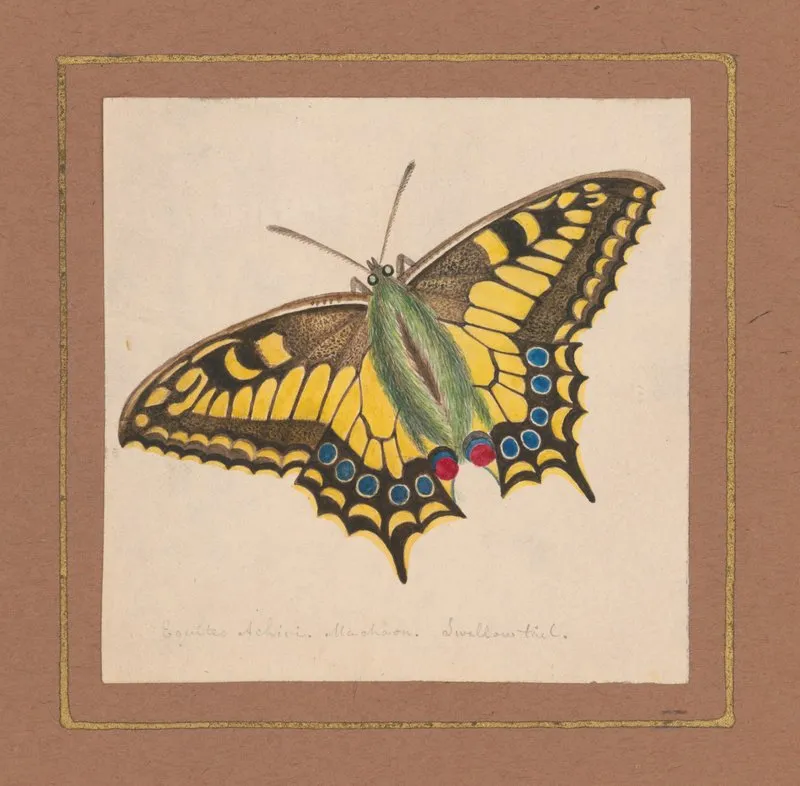Equites Achivi Machaon Swallowtail Wall Art by William Wood Thackara - High-Resolution Digital Print