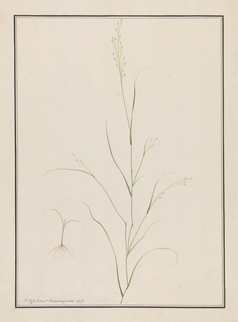 Eragrostis Tef Wall Art by Andrew Fyfe - High-Resolution Digital Print