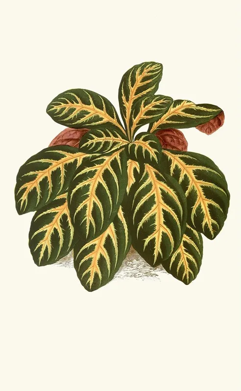 Eranthemum Igneum Wall Art by Edward Joseph Lowe - High-Resolution Digital Print