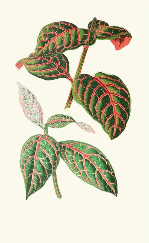 Eranthemum Sanguinolentum Wall Art by Edward Joseph Lowe - High-Resolution Digital Print