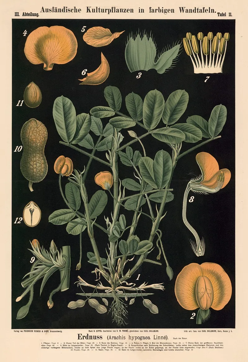 Erdnuss Arachis Hypogaea Linne Wall Art by Carl Bollmann - High-Resolution Digital Print