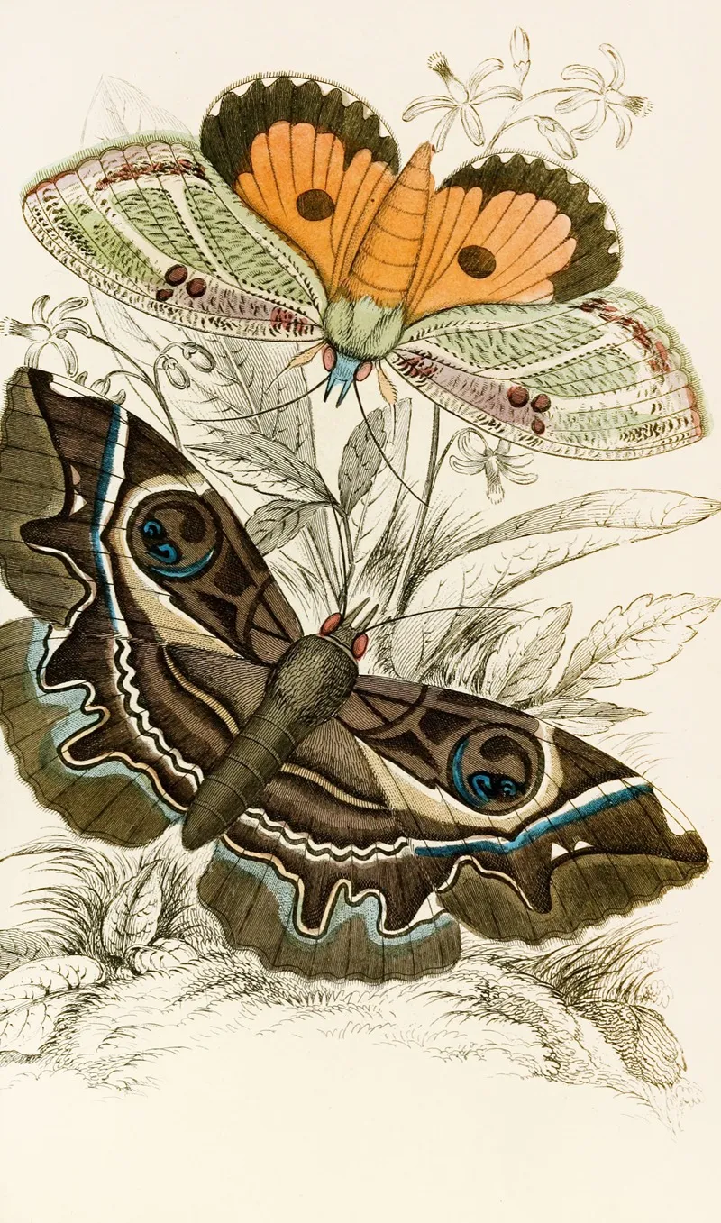 Erebus Crepuscularis Triphaena Materna Wall Art by James Duncan - High-Resolution Digital Print