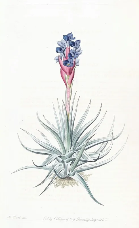 Erect Tillandsia Wall Art by Sydenham Edwards - High-Resolution Digital Print
