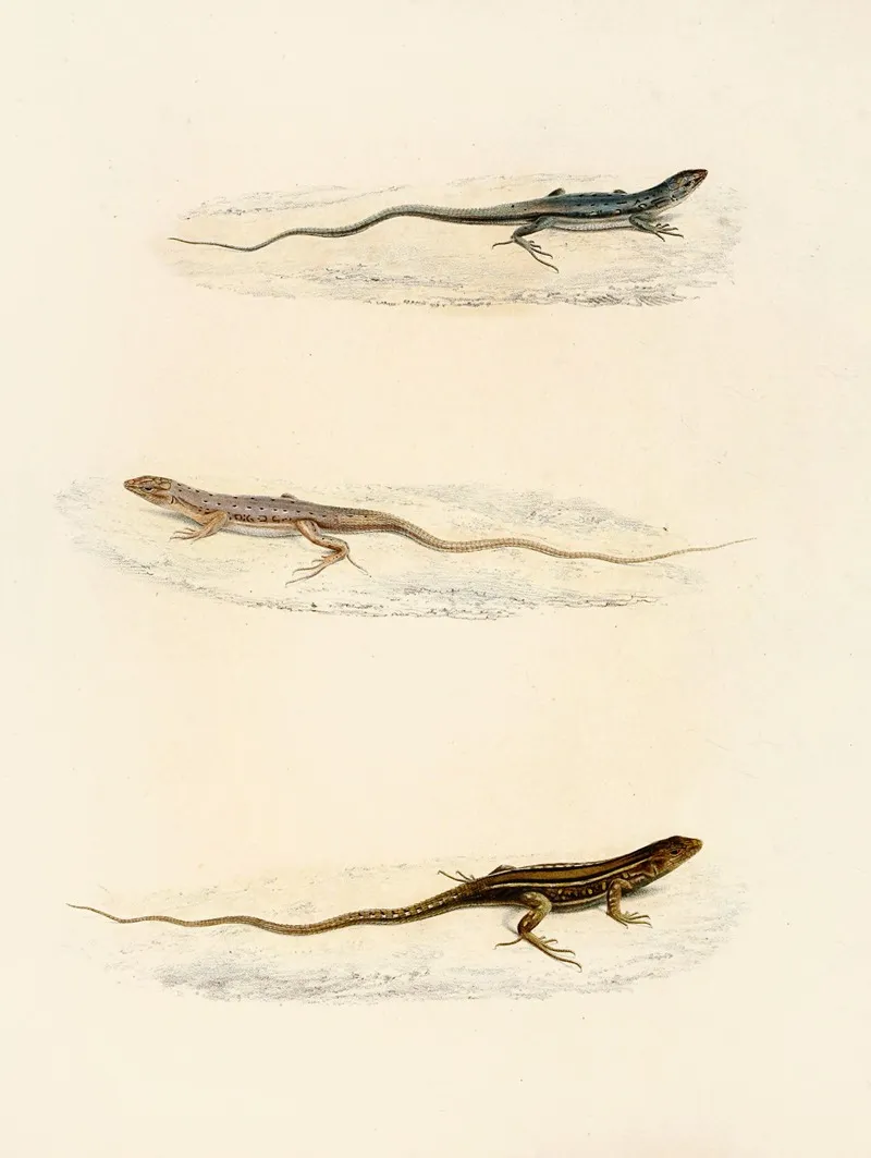 Eremias Annulifera Eremias Fulchra Eremias Formosa Wall Art by Sir Andrew Smith - High-Resolution Digital Print