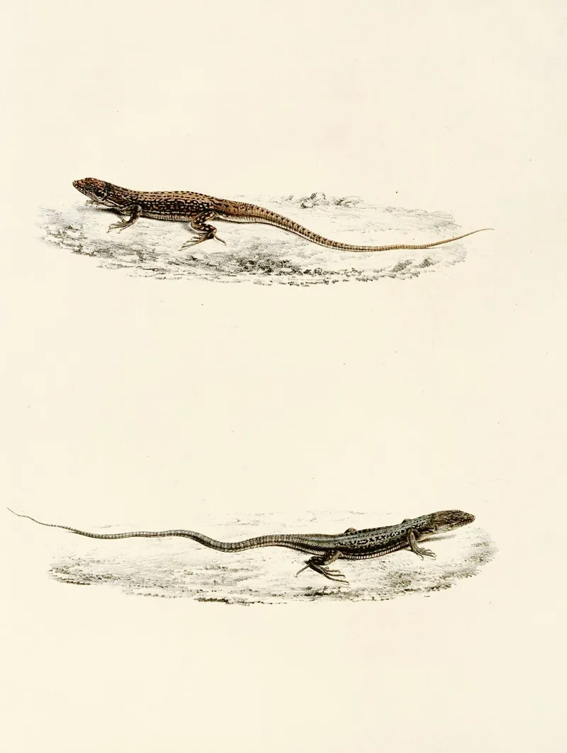 Eremias Burchellii Eremias Capensis Wall Art by Sir Andrew Smith - High-Resolution Digital Print