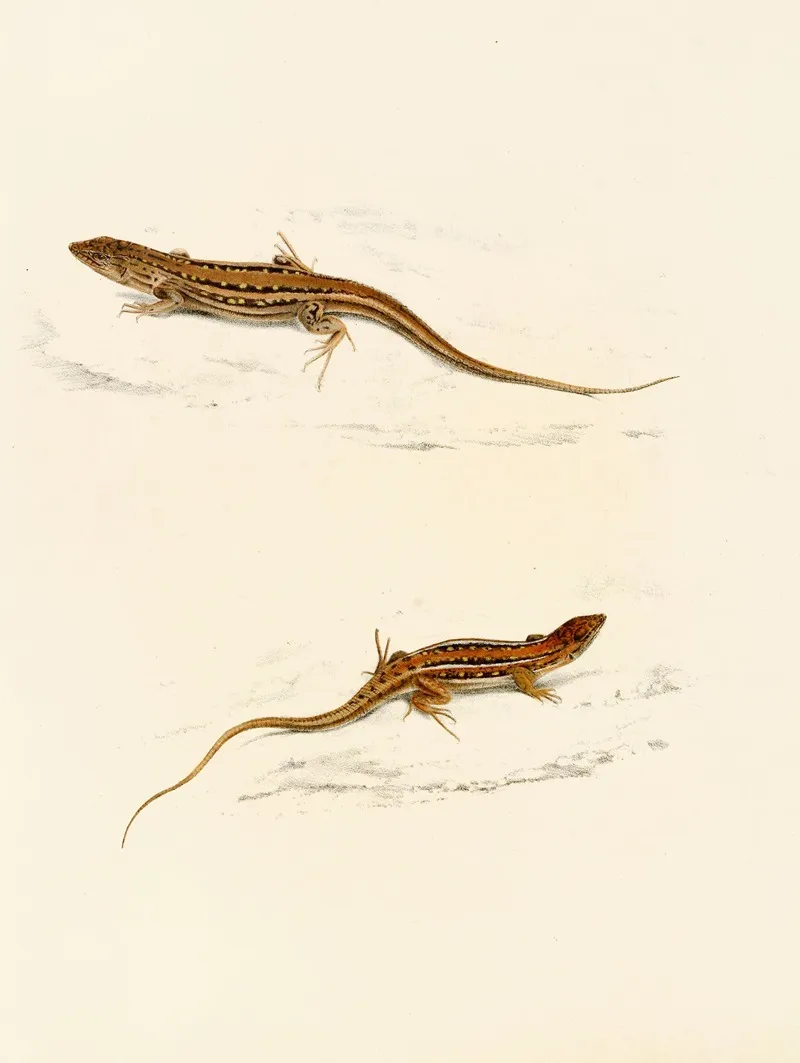 Eremias Knoxii Eremias Lineo Ocellata Wall Art by Sir Andrew Smith - High-Resolution Digital Print