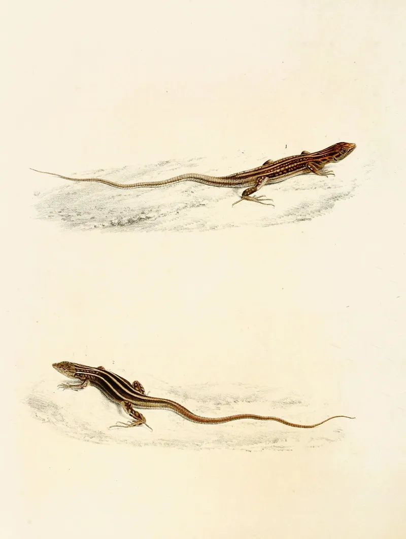 Eremias Laticeps Eremias Lugubris Wall Art by Sir Andrew Smith - High-Resolution Digital Print