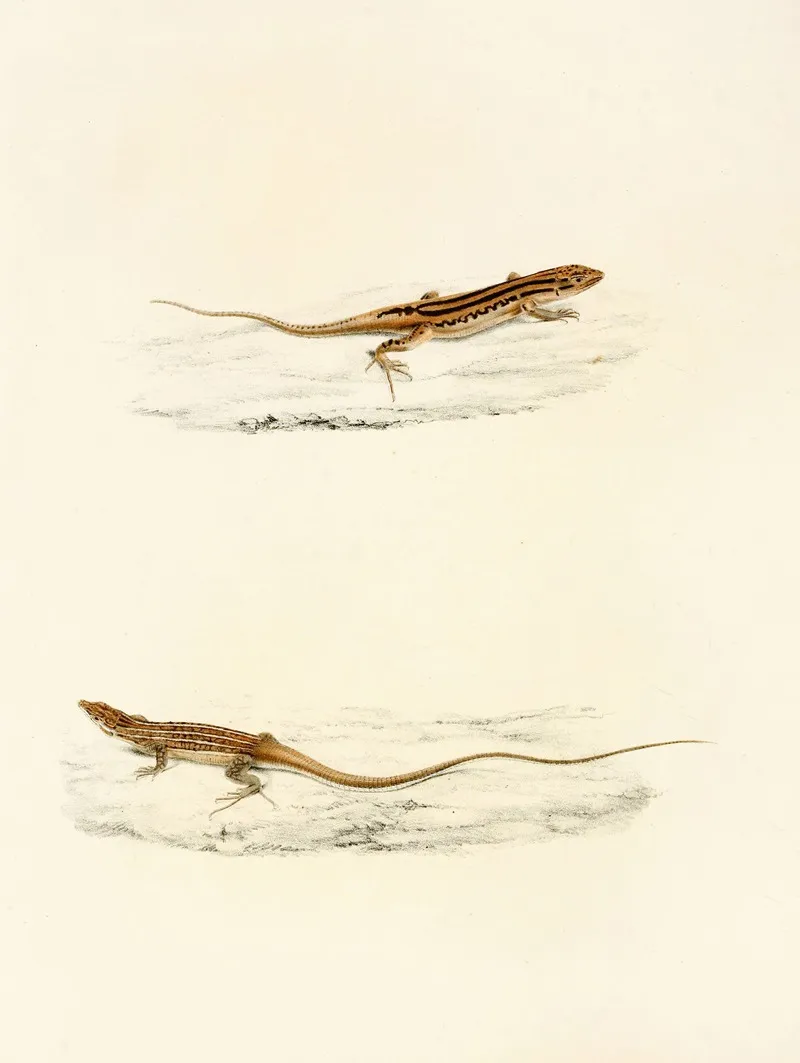 Eremias Undata Eremias Namaquensis Wall Art by Sir Andrew Smith - High-Resolution Digital Print