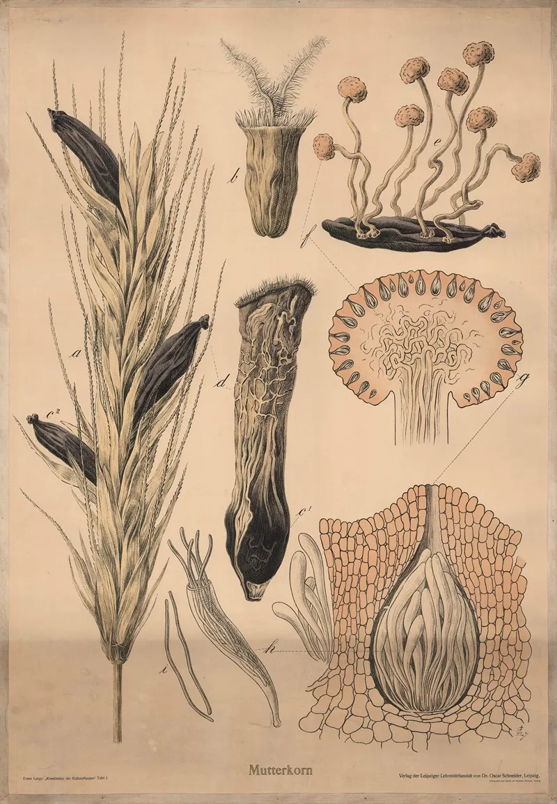 Ergot Claviceps Purpurea Wall Art by Hermann Springer - High-Resolution Digital Print