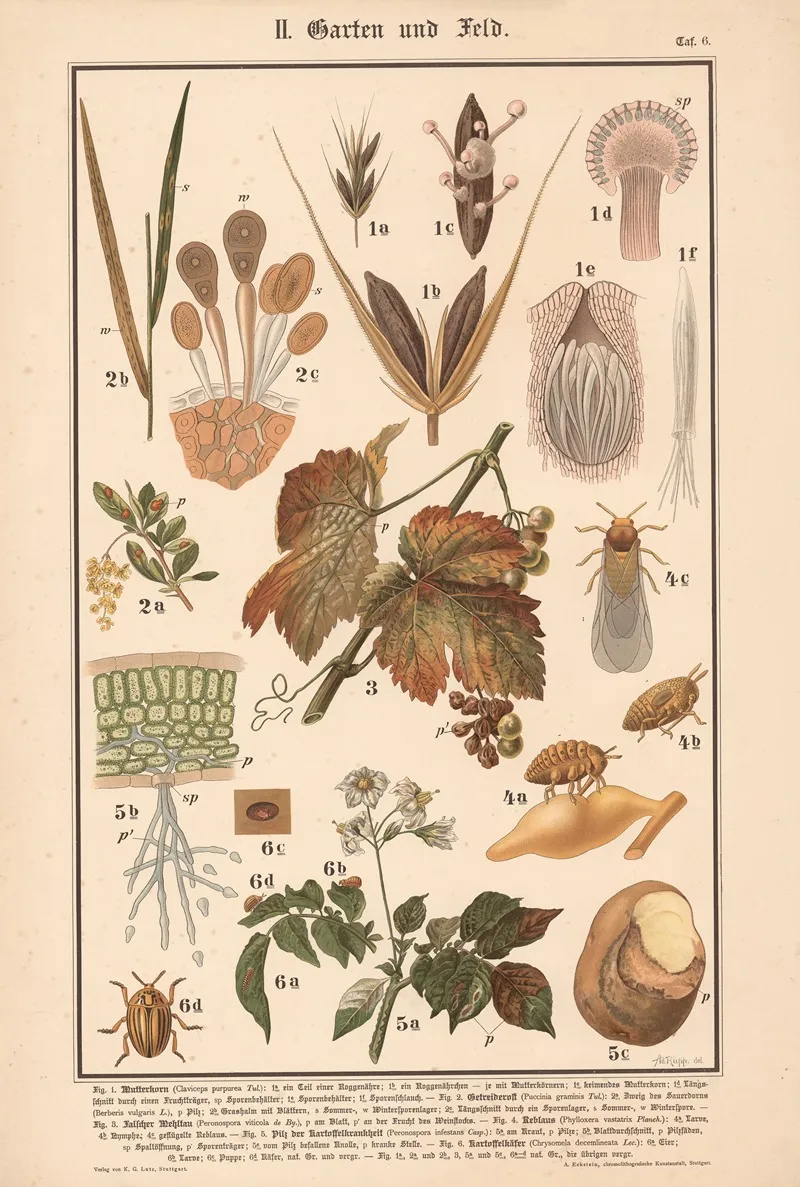 Ergot Fungus Stem Rust Barberry Downy Mildew Grape Phylloxera Water Mold Potato Beetle Wall Art by Adolph Rupp - High-Resolution Digital Print