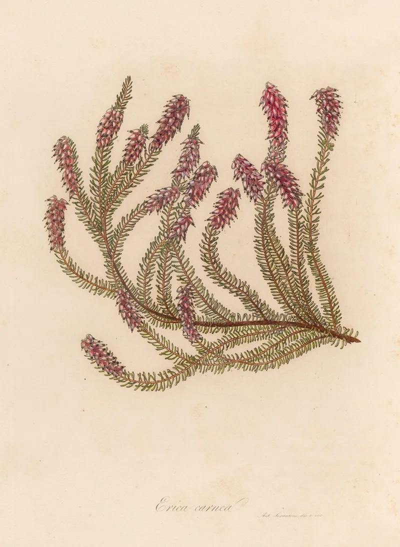 Erica Carnea Wall Art by Gaetano Savi - High-Resolution Digital Print