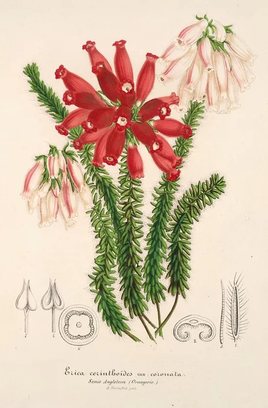 Erica Cerinthoides Wall Art by Charles Antoine Lemaire - High-Resolution Digital Print