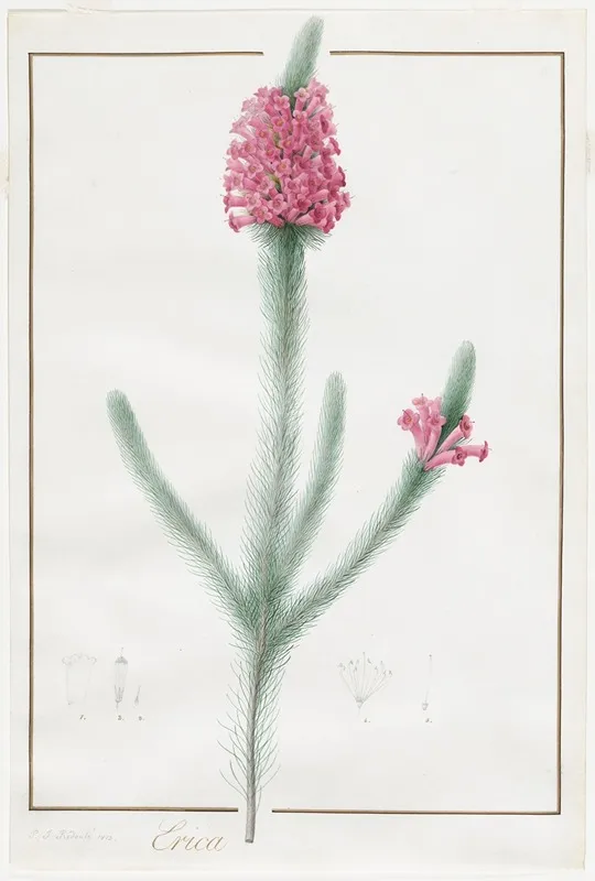 Erica Fulgida Wall Art by Pierre Joseph Redouté - High-Resolution Digital Print