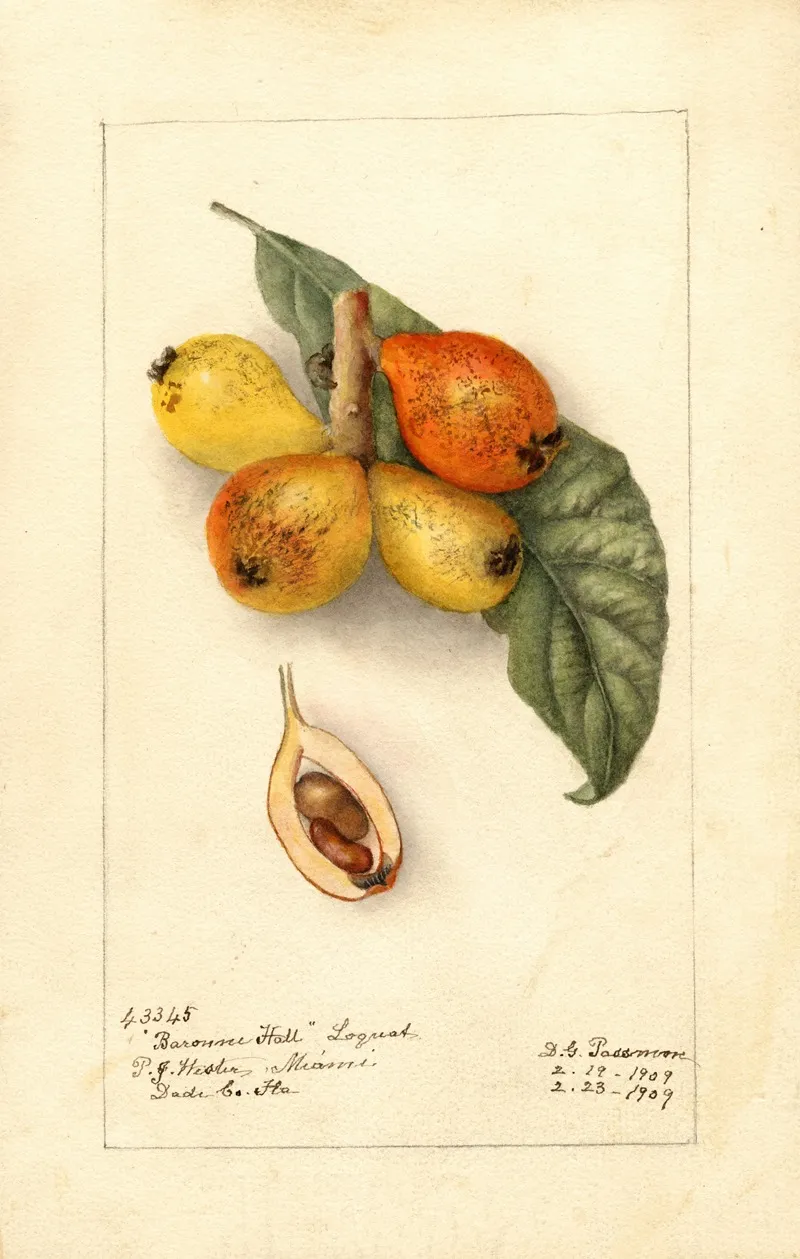 Eriobotrya Japonica Baronne Hall 2 Wall Art by Deborah Griscom Passmore - High-Resolution Digital Print