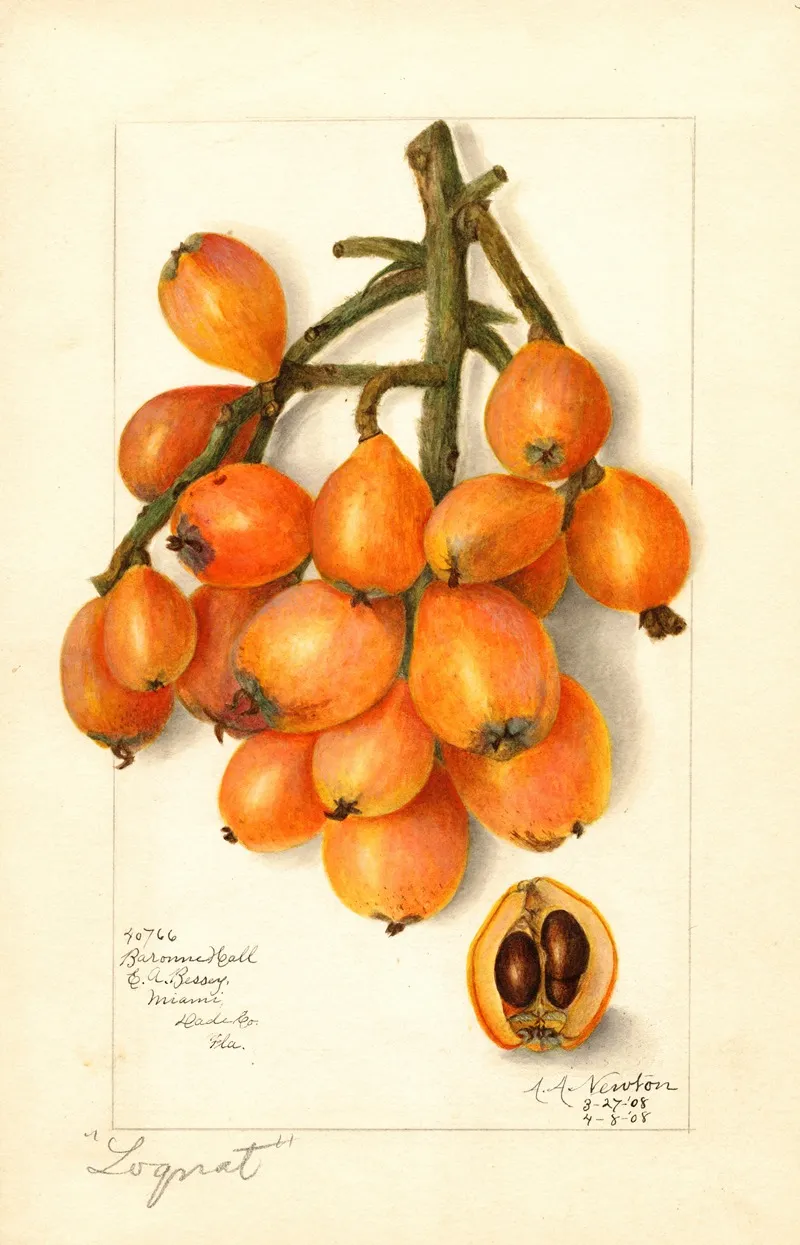 Eriobotrya Japonica Baronne Hall Wall Art by Amanda Almira Newton - High-Resolution Digital Print