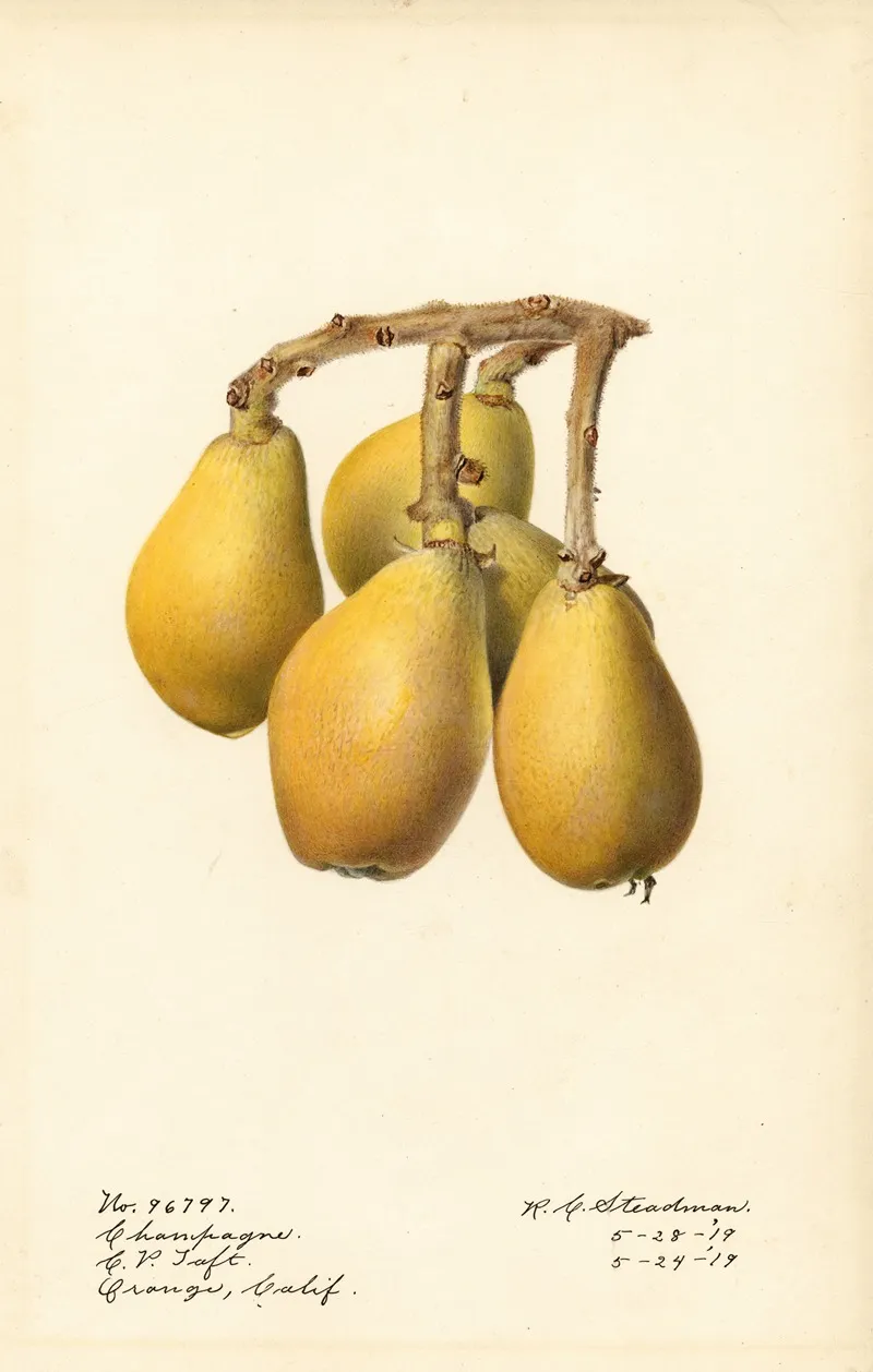 Eriobotrya Japonica Champagne Wall Art by Royal Charles Steadman - High-Resolution Digital Print