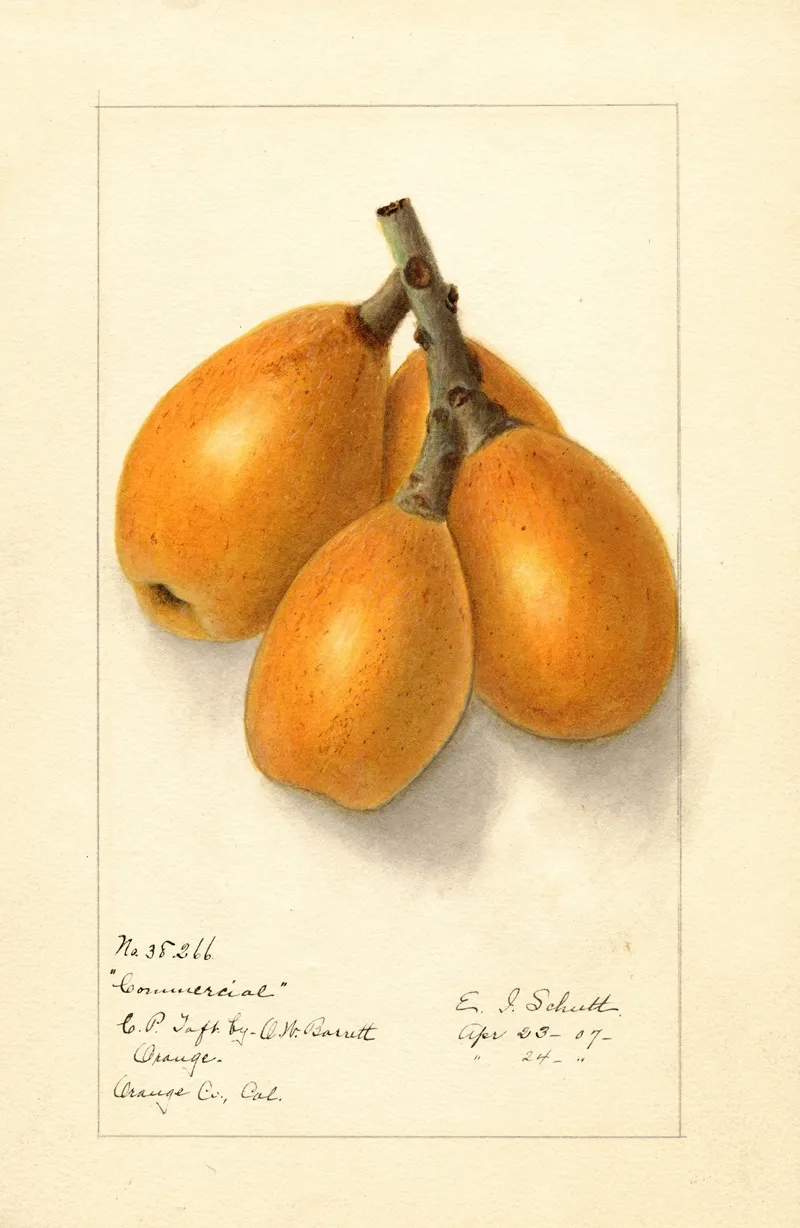 Eriobotrya Japonica Commercial Wall Art by Ellen Isham Schutt - High-Resolution Digital Print