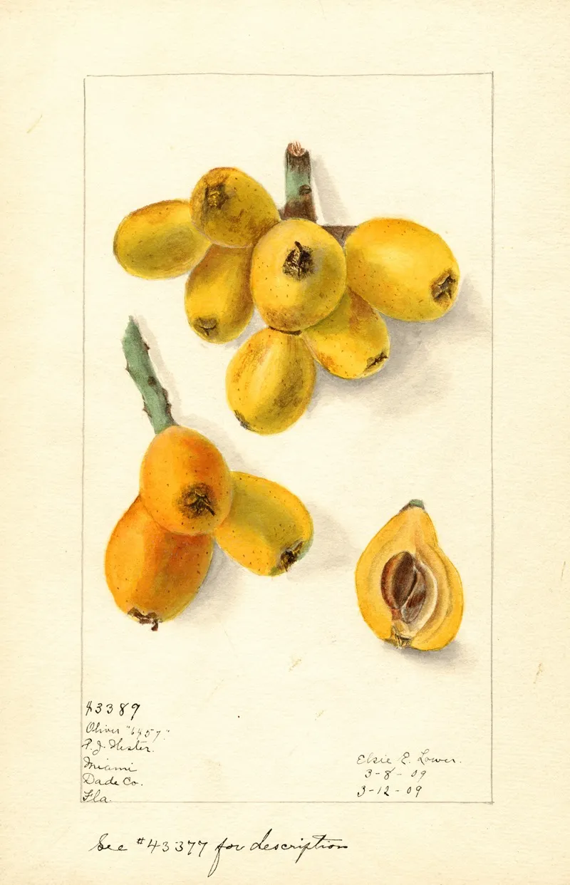 Eriobotrya Japonica Oliver Wall Art by Elsie E. Lower - High-Resolution Digital Print