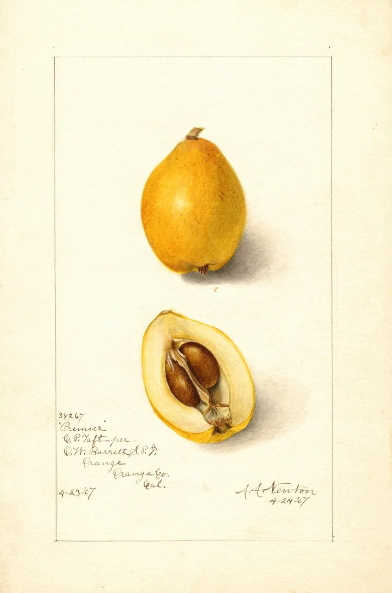 Eriobotrya Japonica Premier 2 Wall Art by Amanda Almira Newton - High-Resolution Digital Print