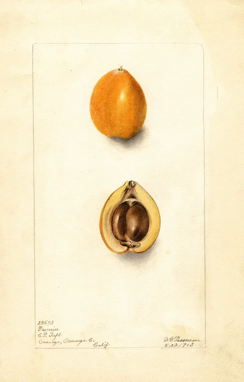Eriobotrya Japonica Premier Wall Art by Deborah Griscom Passmore - High-Resolution Digital Print
